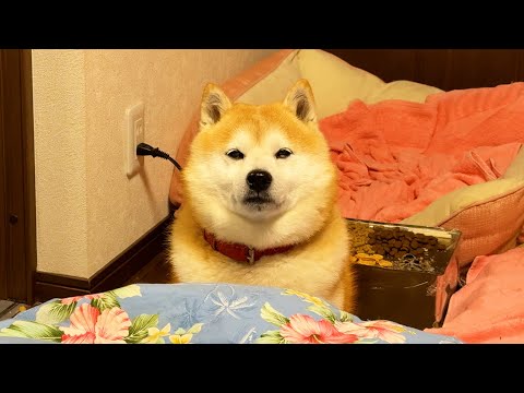 何かいいたいことがある柴犬 サムネイル