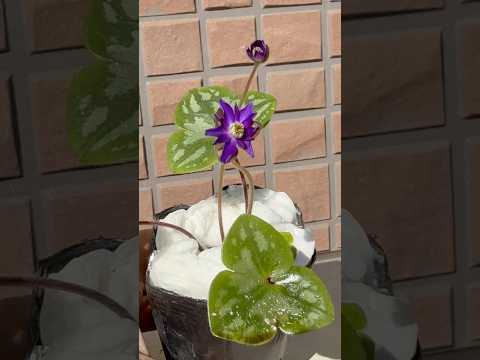 shorts 雪割草が綺麗です♪ 2026年2月3日