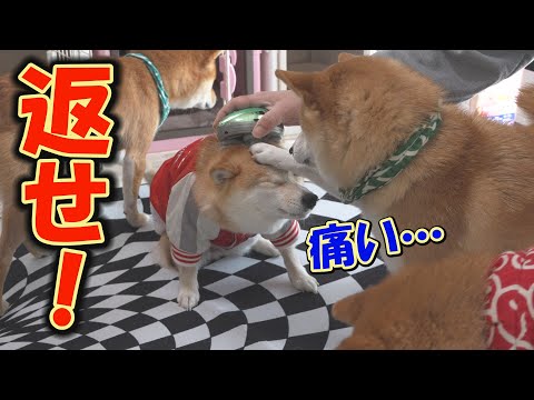 誕生日プレゼントのマッサージ器を他の子に使うと、必死に妨害してくる柴犬が無邪気で可愛い。 サムネイル