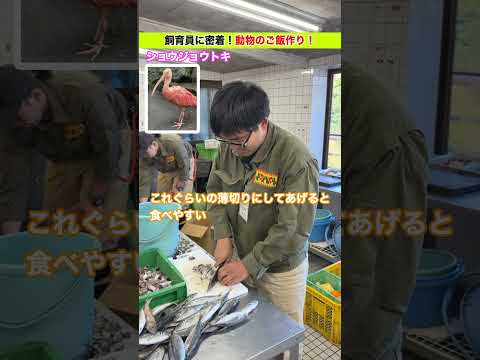 飼育員が作るごはん【ショウジョウトキ編】 サムネイル