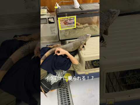 イグアナに乗られた飼育員・・・。イグアナ 動物 動物園