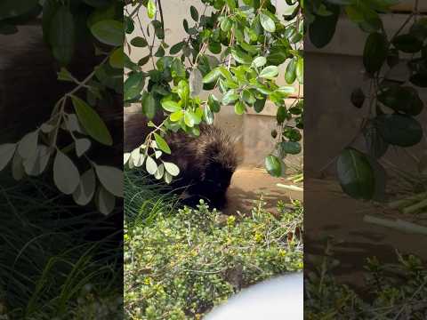 shorts カナダヤマアラシのライデンくんとサシコちゃん　浜松市動物園にて　2026年4月5日 サムネイル