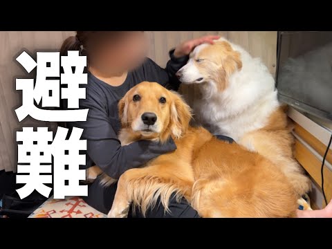 予測不可能なトラブルが起こって、犬と車に避難しました..【ボーダーコリー・ゴールデンレトリバー】 サムネイル