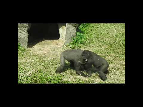 sumo wrestling.little gorilla brothers Jabali 5y1m old VS R… サムネイル