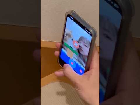 柴犬福 チャレンジ失敗した姉と柴犬🤣Sis and Shiba🤣姉と柴 shorts 柴犬 japanesedog s…