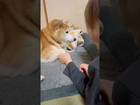 柴犬福 福タン可愛い音頭、肉球犯ver.🤣Sis and Shiba🤣姉と柴 shorts funny funnydo… サムネイル