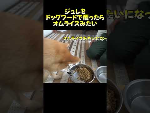 ジュレドッグフード覆い 神戸 柴犬 shibainu