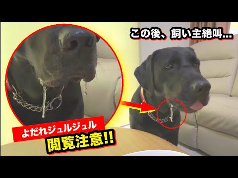 【閲覧注意】よだれジュルジュルのラブラドールに飼い主絶叫...
