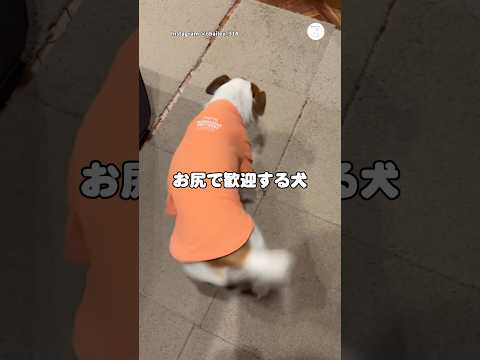 お尻で大歓迎‼️飼い主の帰宅が嬉しすぎる犬　　　犬　いぬ　かわいい犬 面白い　ジャックラッセルテリア