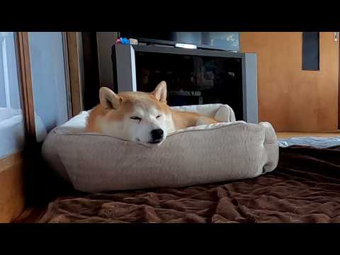 お昼寝でもきちんとベッドで寝るタイプのモモさん サムネイル