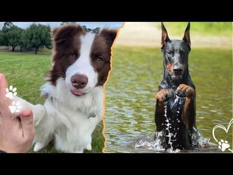 The 4 Smartest Dogs Ever Ranked サムネイル