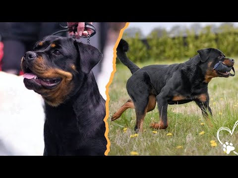 Working Line vs Show Line Rottweiler サムネイル