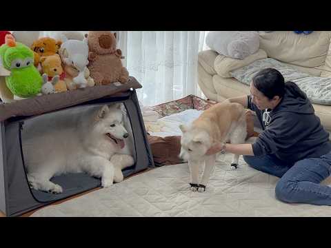 お隣に引っ越してきたサモエドハウスに興味ゼロの柴犬【春の模様替え】 サムネイル