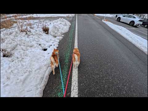 雪解けと共に復活する白線渡り サムネイル