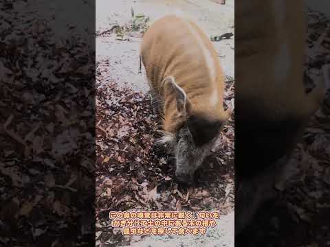 【よこはま動物園ズーラシア】アカカワイノシシ✨shorts サムネイル