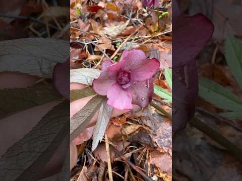 shorts クリスマスローズが咲きました〜　2026年4月10日 サムネイル