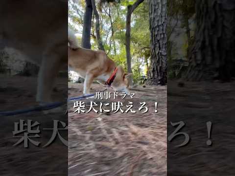 柴犬とん君オマージュ作品！むかーしのドラマ「太陽にほえろ！」知ってる人いるのかなぁ😆　柴犬　柴犬とん サムネイル