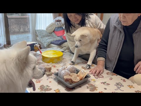 毎日子育て頑張ってくれている大好きなママの誕生日＆バレンタインを大喜びでお祝いするサモエドと柴犬 サムネイル