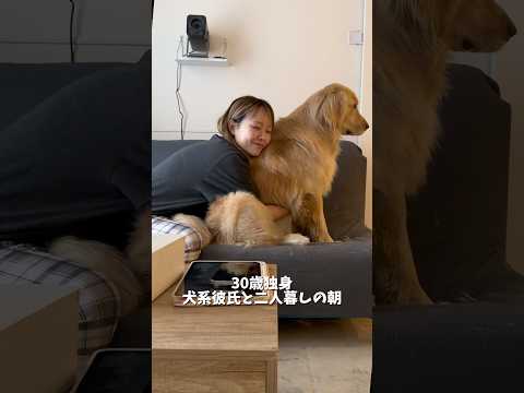 毎朝これに耐えてくれてありがとうなっ!!!ゴールデンレトリバー犬とふたり暮らし