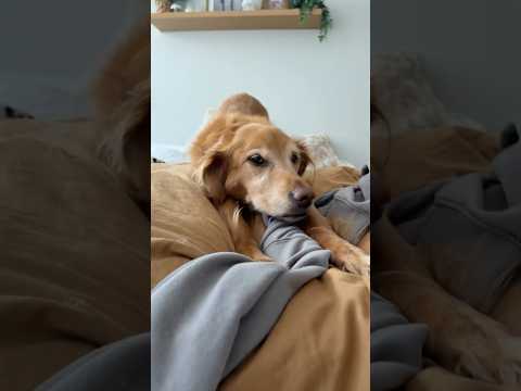 coming home to my golden retriever🥵 goldenretreiver dog ind… サムネイル