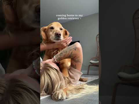 coming home to my golden retriever ♥️ goldendog dog puppy g… サムネイル