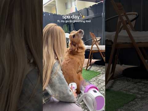 coming home to my golden retriever🥵goldenretreivers dog pup… サムネイル