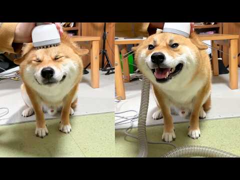 【柴犬スペシャル】顔芸が炸裂する柴犬ww【日常】