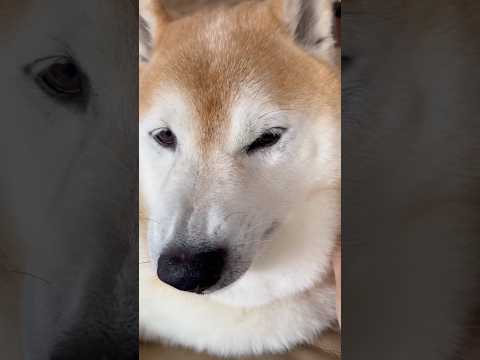 柴犬福 母に絡まれる初手鼻シワ低気圧ボーイ🤣Mother's boy🤣shorts 柴犬 shibainu funny…