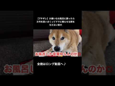 人間の言葉絶対わかってるやろw 柴犬 サムネイル