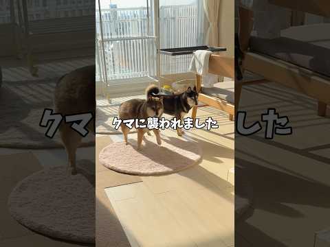 いつも襲われる黒柴… サムネイル