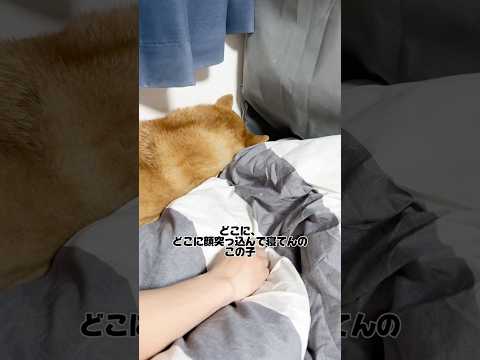 今は食パンになっていたい柴犬🍞 柴犬 サムネイル
