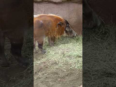 shorts セイくんは〜ベッドメイキング中⁈ アカカワイノシシ　那須どうぶつ王国にて　2026年3月27日 サムネイル