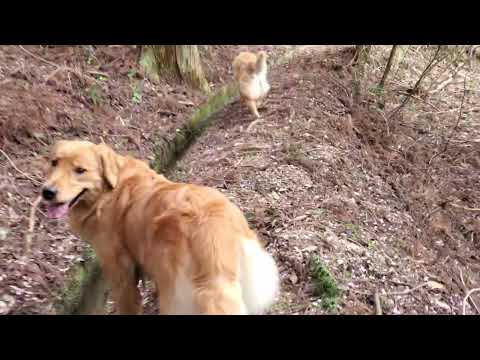 走って怒られたイロハ、事務所の裏山には猪が待機中？ サムネイル