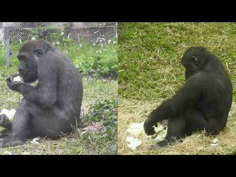 Gorilla D'jeeco family午餐前的跑步運動/Ringo發現蛾.倆兄弟觀察蛾.撥開.搥胸.追逐.打鬧/… サムネイル