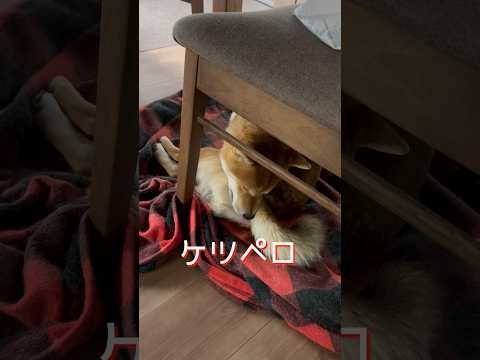 柴犬とんニューシングル『ケツペロの唄』　柴犬　柴犬とん サムネイル