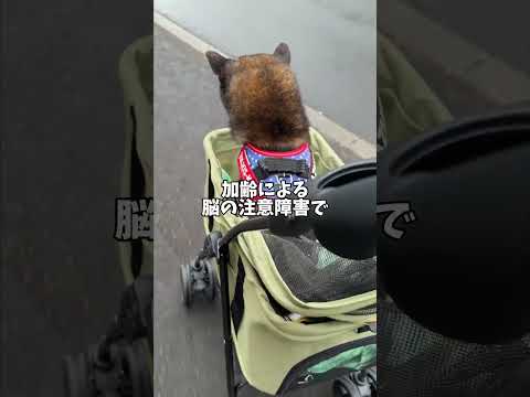 散歩へ出かけた黒柴🐕が怯えている理由 サムネイル
