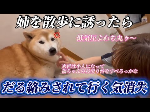 柴犬福 気まぐれで姉を散歩に誘ってみたけど行く気が無くなった柴犬🤣Sister and Shiba🤣 サムネイル