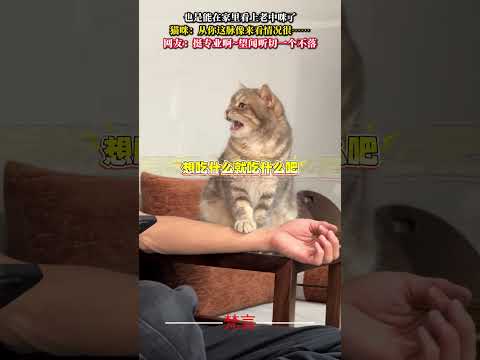 也是能在家裡看上老中咪了 貓咪：從你這脈像來看狀況很… 貓 意外 有趣 可愛 有趣 萌寵 萬萬沒想到 cat amaz…