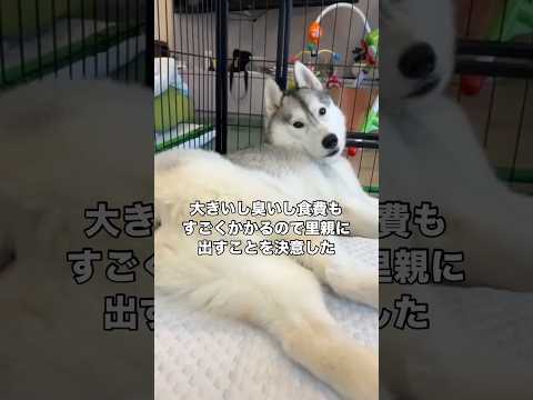 家族が増えて食費も大変だから里親に出すことを決めました。 この投稿はなぜか奥さんではなく旦那によって構成されています⚠… サムネイル