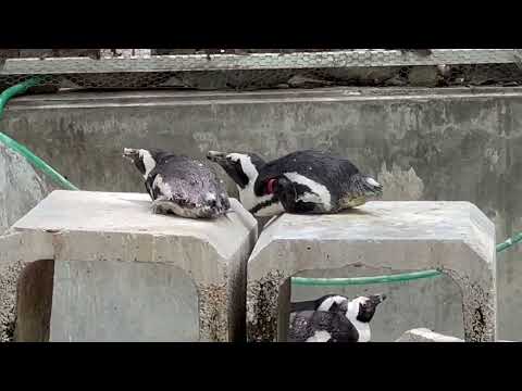 皆んなで「霞ケ浦どうぶつとみんなのいえ」へ移動する事になりました〜　ケープペンギン　千葉市動物公園にて　2026年4月…