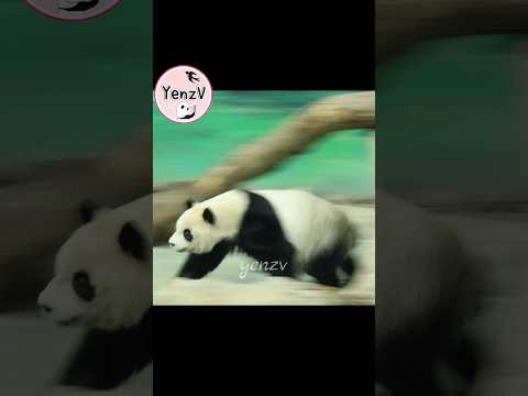 圓仔衝衝衝上訓練課好可愛😆 panda zoo cute 貓熊 熊貓 yuanzai taipeizoo 台北市立動物… サムネイル