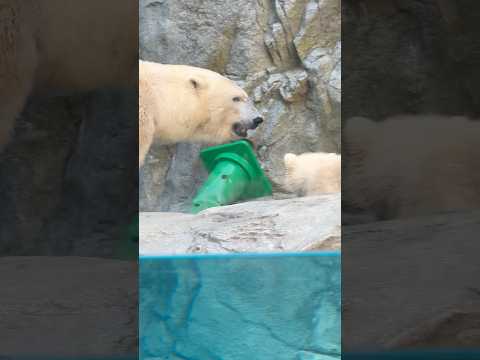 shorts モモ太くんに緑のコーンを持って来たモモ母さん☺️   ホッキョクグマ親子　秋田県男鹿水族館GAOにて20… サムネイル