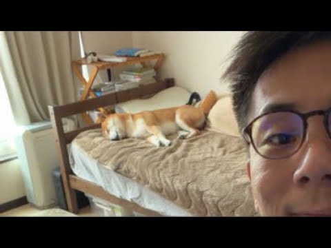 お昼寝こむぎと編集ライブ配信 サムネイル