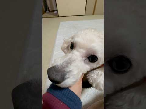 shorts 僕はタロー　トイプードル　2026年1月16日 サムネイル