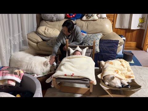 それぞれがお気に入りの寝床で眠る愛しの子供達が可愛すぎました。 サムネイル