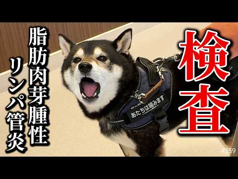 脂肪肉芽腫性リンパ管炎の検査を受けた柴犬 サムネイル