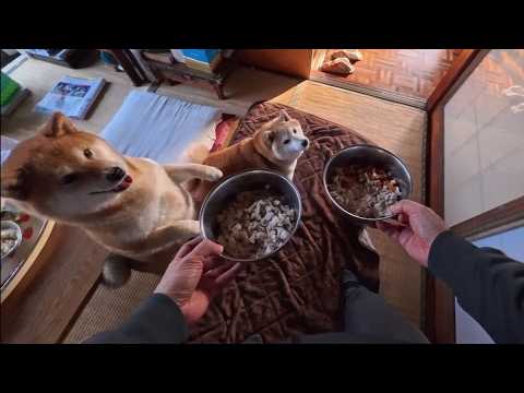 プレーリードッグの構えでBANGOHANNNN!! 🍖🍖🍞🍞 サムネイル
