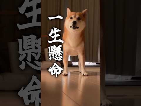 お風呂のあとの柴犬 柴犬 柴犬のいる暮らし
