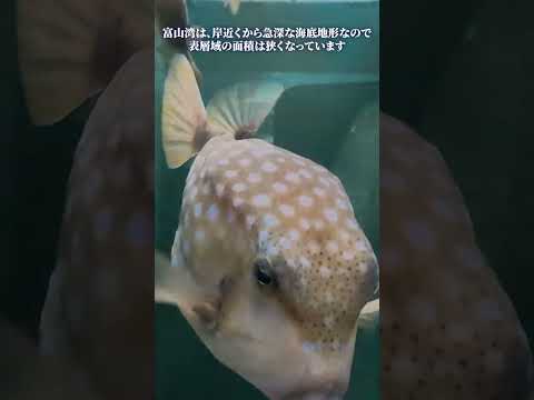 【魚津水族館】表層生物コーナー🐟🐡🐠 shorts