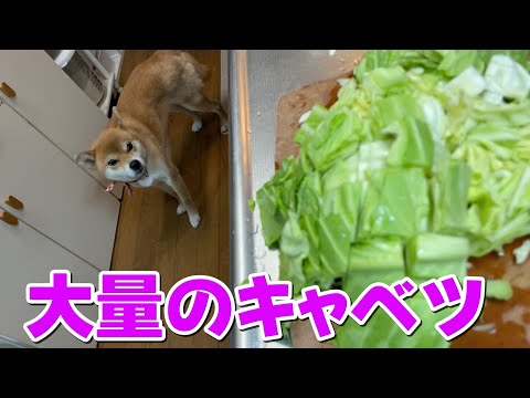 炒めキャベツの大量消費に一役買う柴犬小夏　Xmas間近のハーバーランド サムネイル